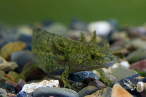 L'axolotl, ou Ambystoma mexicanum, petit monstre aquatique d'eau douce