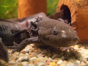 L'axolotl, ou Ambystoma mexicanum, petit monstre aquatique d'eau douce