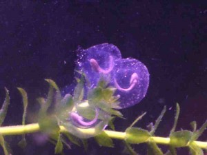 L'axolotl, ou Ambystoma mexicanum, petit monstre aquatique d'eau douce