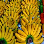 Alimentation : la banane, un fruit à donner avec modération à nos perroquets