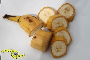 Alimentation : la banane, un fruit à donner avec modération à nos perroquets