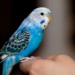 Le mystère des plumes bleues des oiseaux enfin résolu
