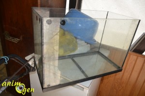 Accessoire pour rongeurs : comment fabriquer une cage à partir d'un aquarium ?