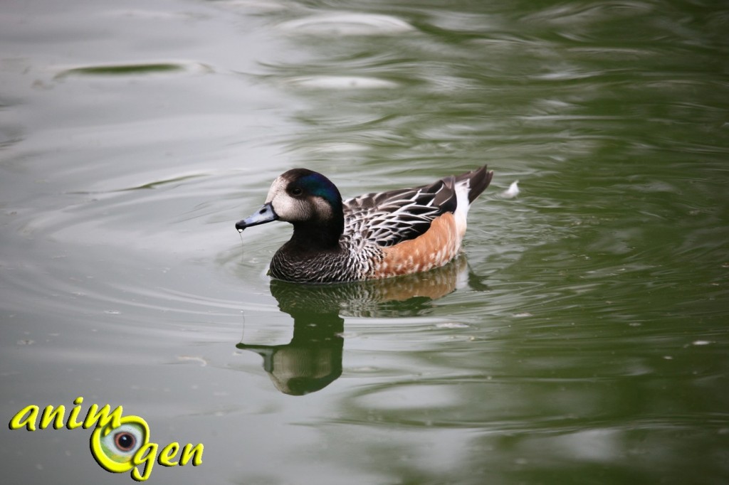 Siffleur du chili, canard d'ornement pour bassin