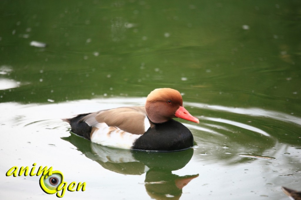 Nette rousse, canard d'ornement pour bassin et étang