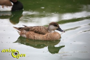 Nette rousse, canard d'ornement pour bassin et étang