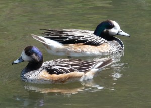 Siffleur du chili, canard d'ornement pour bassin