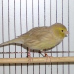 Mutation de canari : l'Isabelle