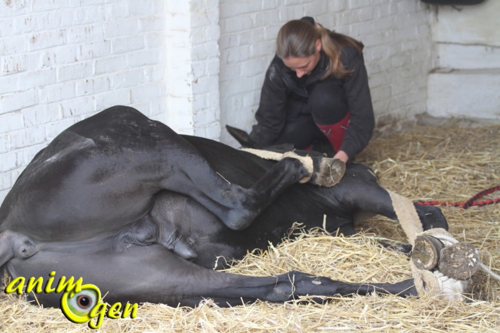 Le déroulement de la castration d'un cheval