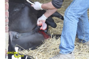 Le déroulement de la castration d'un cheval