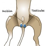 La castration du chien (rôle, âge minimum et déroulement)