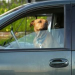 Soleil et voiture : la mort au rendez-vous pour votre chien
