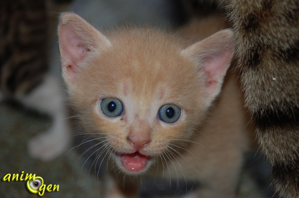 Santé : comment savoir si une chatte est en chaleur ?