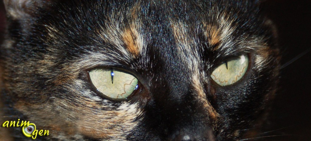 La vue des chats est remarquable et largement supérieure à la nôtre. De nuit, ils sont plus performants que nous à ce niveau, même dans un environnement faiblement éclairé. Si la lumière est faible, ils disposent de cellules réfléchissantes (le tapis choroïdien), situées derrière la rétine. Celles-ci captent pour eux le moindre rayon de lumière, ce qui accroît leur aptitude à voir de nuit. Cette membrane donne aussi l'illusion que les yeux des chats brillent dans l'obscurité. Leurs pupilles s'adaptent ainsi presque instantanément à toutes les variations de luminosité, s'élargissant pour en capter la moindre parcelle. Cela double presque la quantité de lumière qu'ils peuvent capter. Seulement 20% de la lumière nécessaire à l'humain pour y voir dans l'obscurité sont nécessaires à ces félins pour parvenir au même résultat, c'est dire l'acuité de ce sens chez eux.   Ils voient en couleurs, même s'ils ne voient pas le rouge. Leur perception des détails est imparfaite, ce qui fait d'eux des presbytes.  Ils sont dotés d'une vue à 287°, contre 180° pour l'homme. Ils détectent les mouvements à une rapidité étonnante, bien au-delà de celle de l'être humain, mais ce sens est plus aiguisé à une distance de 2 à 6m. Les yeux sont donc le principal atout des félins pour chasser et percevoir le monde qui les entoure.