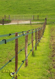 Cheval : les conseils pour une mise au pré réussie