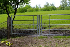 Cheval : les conseils pour une mise au pré réussie