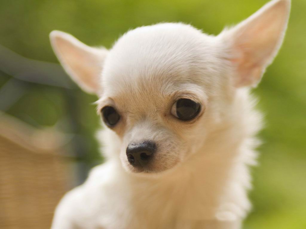 En Irak les Attentats anti Chiites continuent Chihuahua-chiens-races-Mexique-caract%C3%A8re-standard-entretien-caract%C3%A8re-%C3%A9ducation-comportement-origines-animal-animaux-compagnie-animogen-1