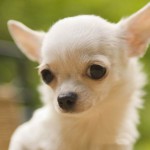 Le Chihuahua, chien de poche du Mexique