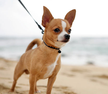 Le Chihuahua, chien de poche du Mexique