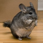 chinchilla-nac-alimentation-maintien-reproduction-soins-dents-comportement-caractère-cage-NAC-animal-animaux-compagnie-animogen-