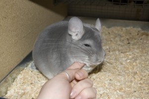 Education : comment apprivoiser un chinchilla ?