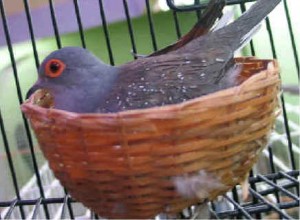 Les colombes, une famille d'oiseaux riche en surprises