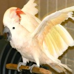 Trouble du comportement chez le perroquet : identifier et analyser les causes (méthode)