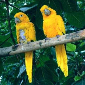 Conure dorée, ou Aratinga guarouba