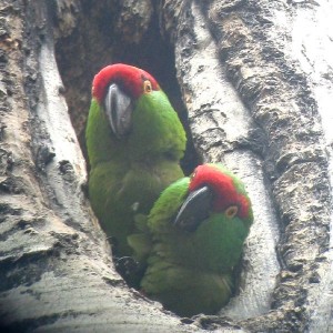 Habitudes de nidification des perroquets : conure à gros bec et conure à front brun (Rhynchopsitta)