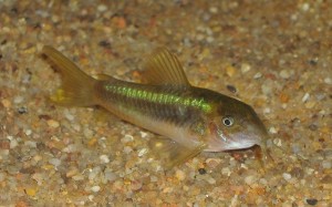 Poisson d'eau douce : les variétés les plus courantes de corydora