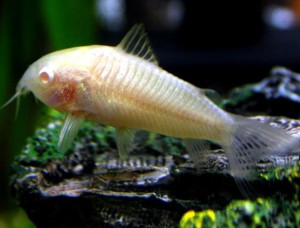 Corydora albino (grand)