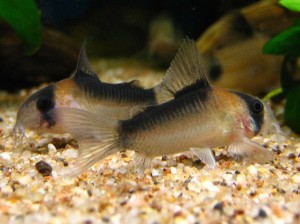 Poisson d'eau douce : les variétés les plus courantes de corydora