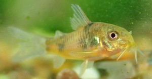 Poisson d'eau douce : les variétés les plus courantes de corydora