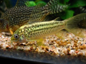 Poisson d'eau douce : les variétés les plus courantes de corydora