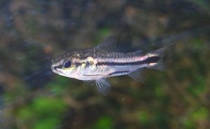 Poisson d'eau douce : les variétés les plus courantes de corydora