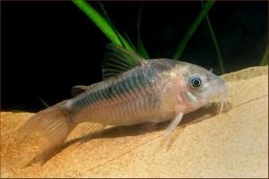 Poisson d'eau douce : les variétés les plus courantes de corydora