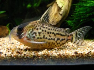 Poisson d'eau douce : les variétés les plus courantes de corydora