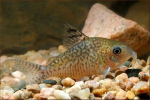 Poisson d'eau douce : les variétés les plus courantes de corydora