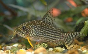 Poisson d'eau douce : les variétés les plus courantes de corydora