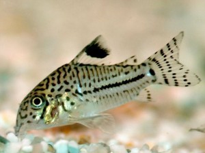 Poisson d'eau douce : les variétés les plus courantes de corydora