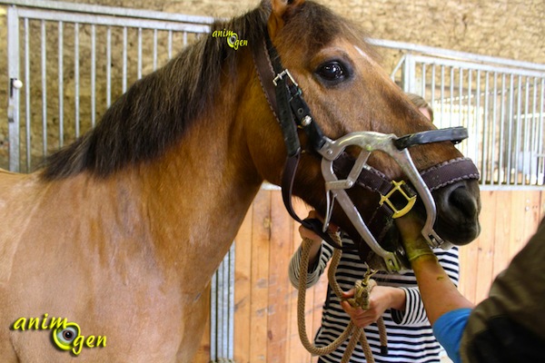 Dents du cheval : Anatomie, fonctionnement et entretien