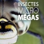 Exposition " Insectes Micro Megas " à Bordeaux (33), jusqu'au 26 mai 2013