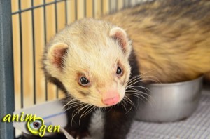 Le furet est-il un animal fait pour vous ?