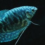 Poisson d'eau douce : le Gourami bleu (Trichogaster trichopterus)