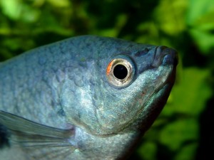 Poisson d'eau douce : le Gourami bleu (Trichogaster trichopterus)