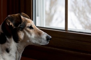 Comportement : l'hyper-attachement chez le chien (causes,symptômes,solutions)