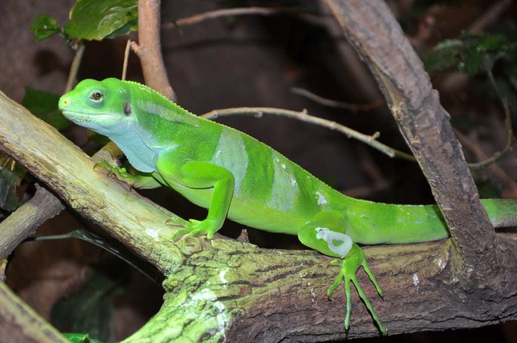 Iguane à bandes de Fidji, ou Brachylophus Fasciatus