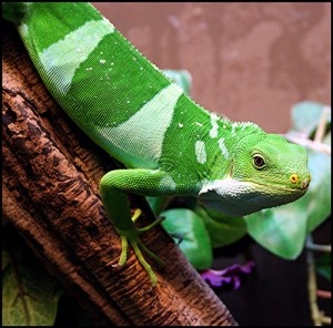 Iguane à bandes de Fidji, ou Brachylophus Fasciatus