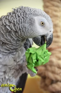 Jeux pour perroquets : idées de base pour occuper les becs à fourrager