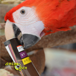 Jeux pour perroquets : idées de base pour occuper les becs à fourrager